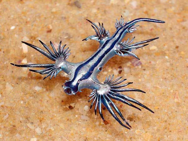Glaucus Atlanticus