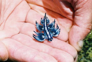 Glaucus Atlanticus
