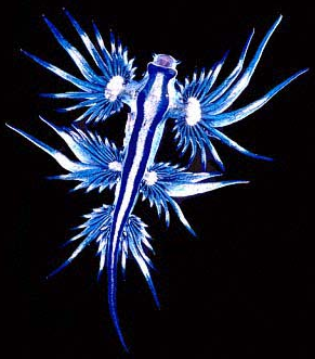 Glaucus Atlanticus